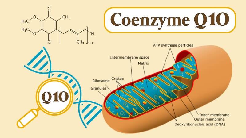 Coenzyme Q10 có nhiều trong các ty thể